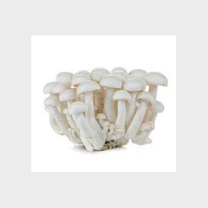 Shimeji white (Bai yu gu)