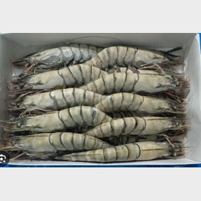 sempio black tiger shrimp 1kg