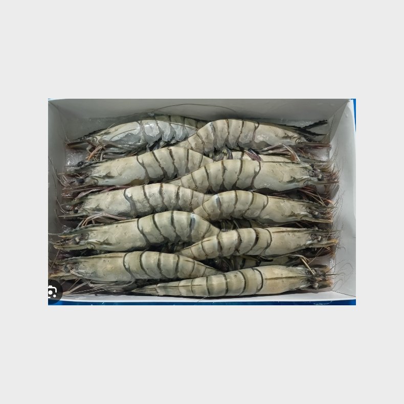 sempio black tiger shrimp 1kg