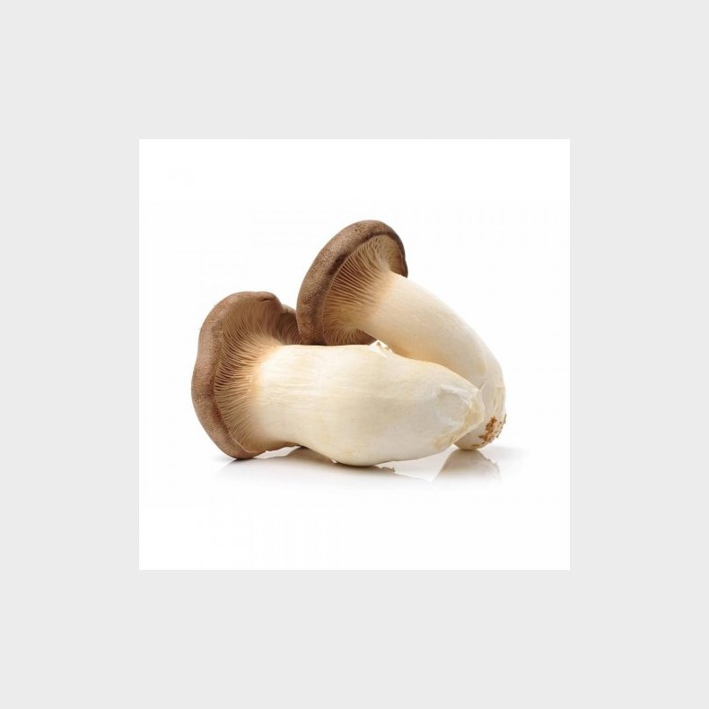 King Oyster (Eringii) Svamp 300g